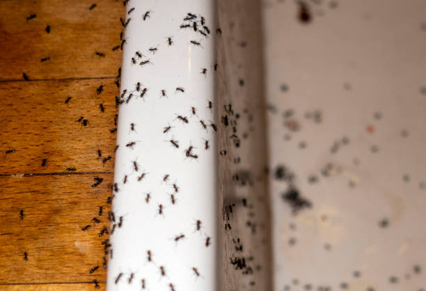 Best Pest Control Treatment  in Aberdeen, SD