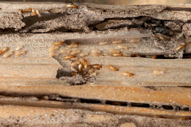 Best Affordable Pest Control Services  in Aberdeen, SD